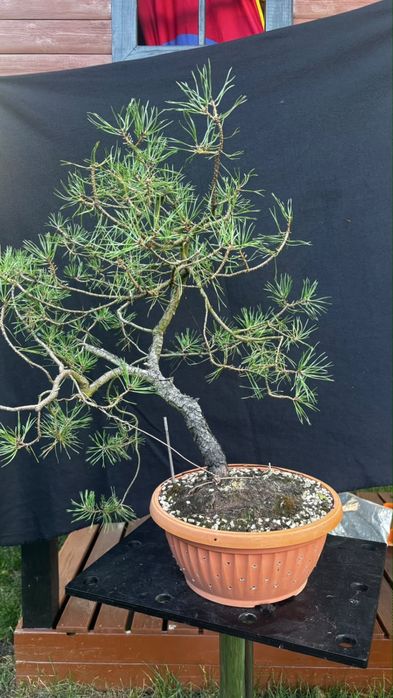 Drzewka bonsai rozne