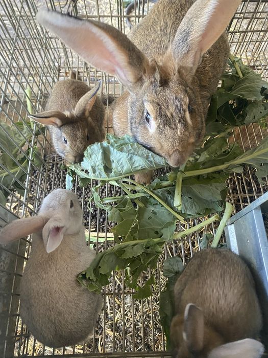 Coelhos Caseiros