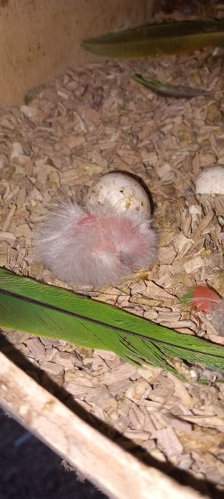 Loris bebe disponível