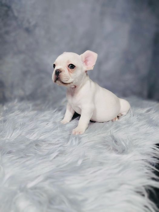 Buldog Francuski Piesek