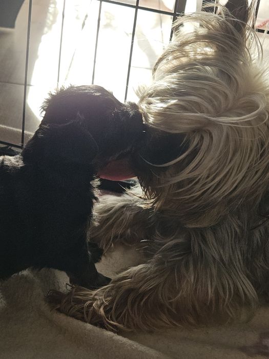 Yorkshire Terrier suczka