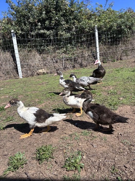 Patos mudos pequenos
