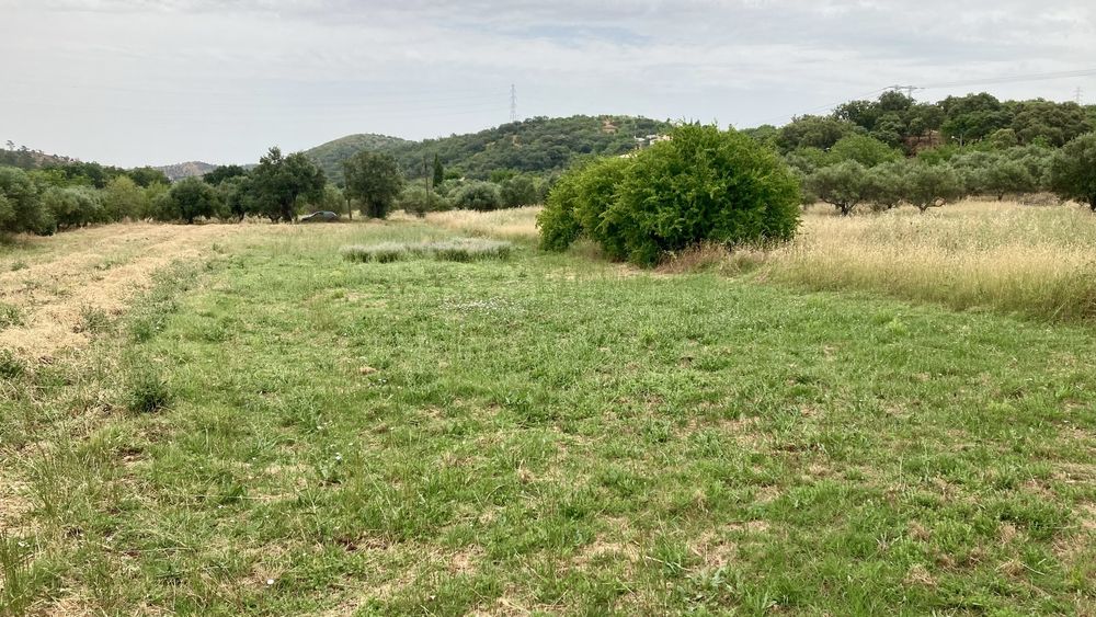 Terreno Rustico em São Brás Alportel