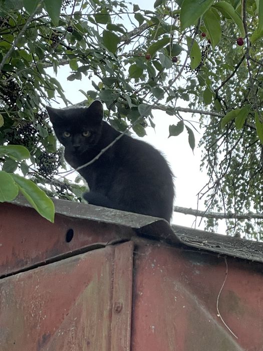 Котики в добрі руки