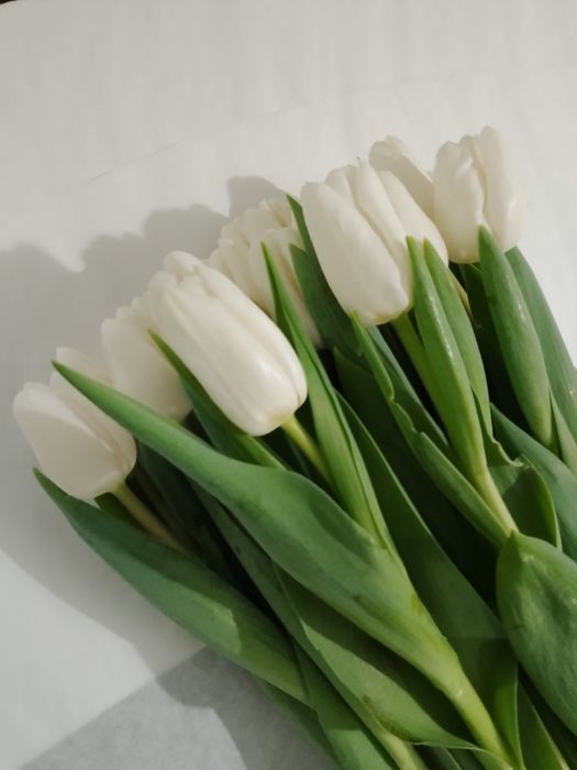 Тюльпани гуртом до 8 березня