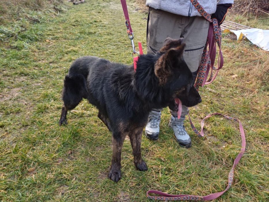 BIES w typie owczarka.Upodlony i samotny.Serce się kraja na jego widok