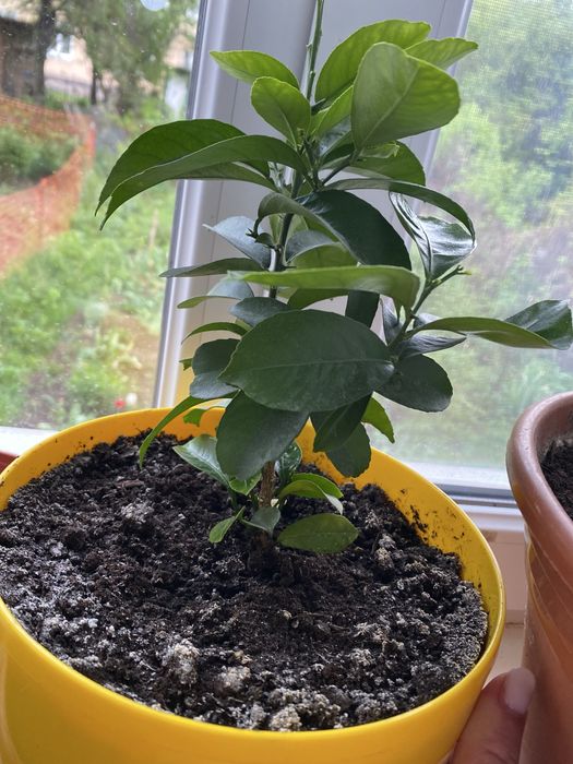 Домашні саджанці лимону та мандаринок , вирощєні з кісточки