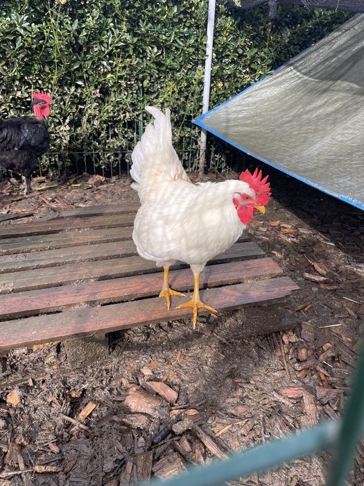 Galos de Raças Autóctones