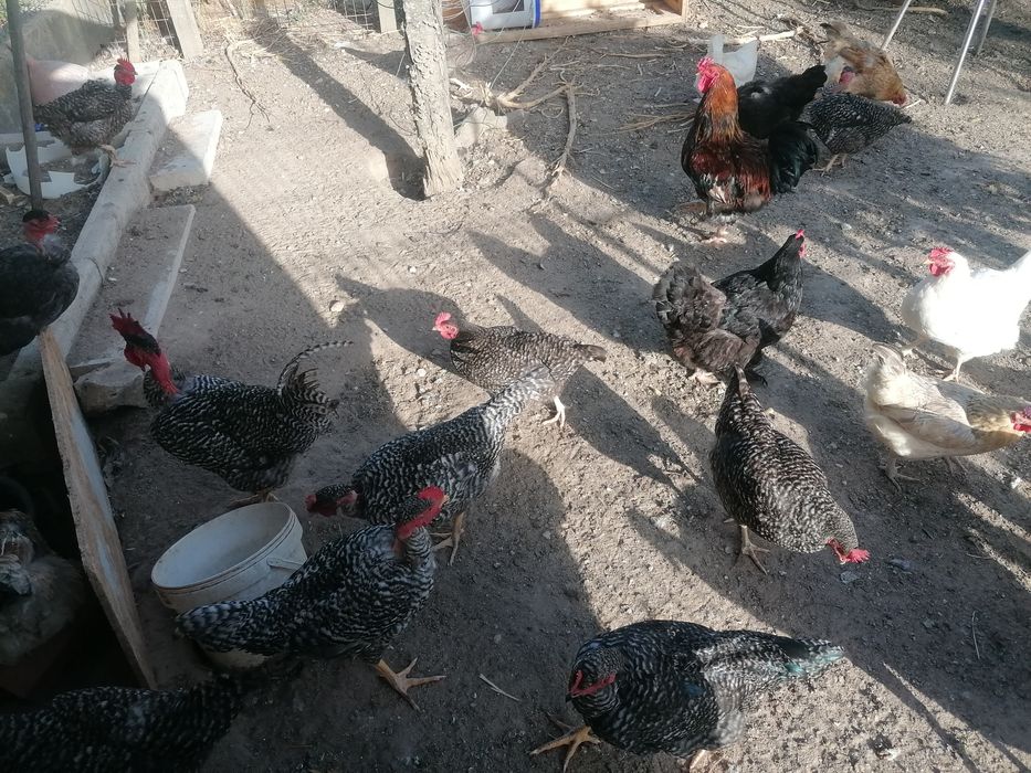 Galinhas E galos para diminuir o efectivo cá de casa..