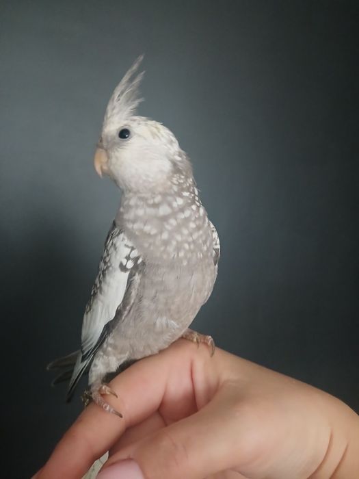 Oswojona nimfa szek bialoglowy