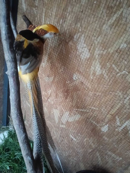 Bażant bananowy