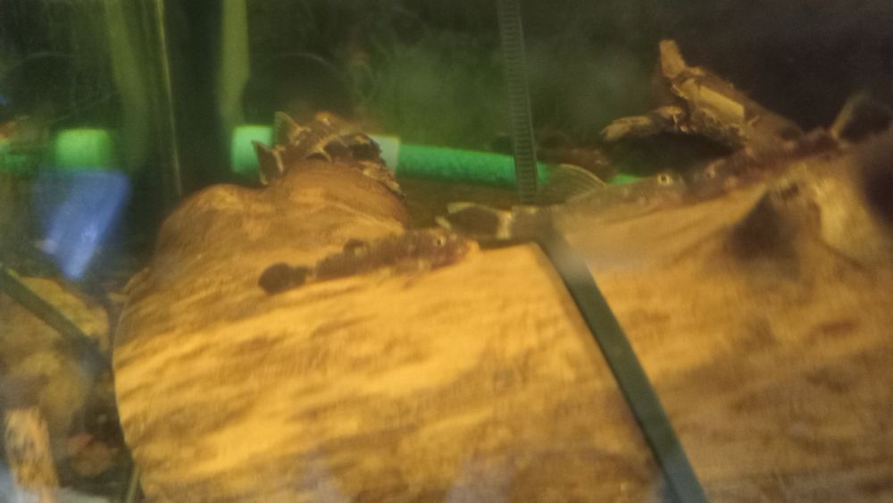 Продам  сомов Анцитрусов как на фото