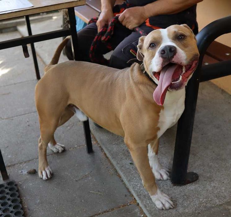 Dżeki w typie amstaffa - schronisko