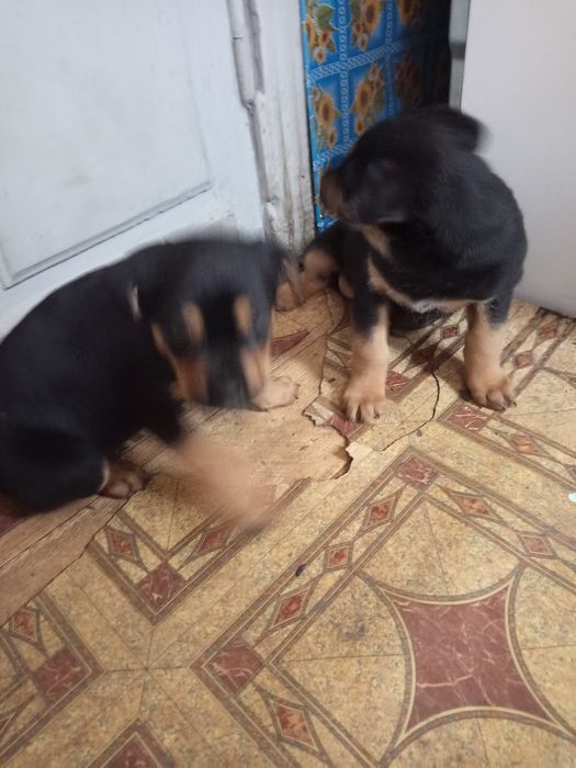 Цуценята Ротвейлера