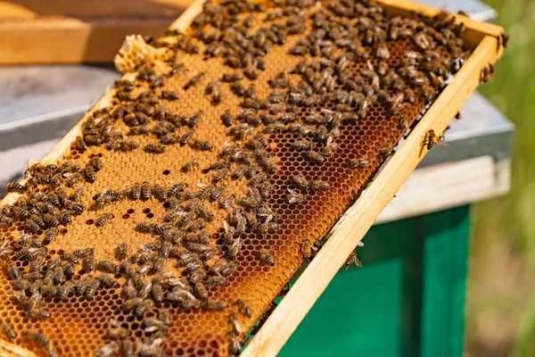 Продам бджолопакети