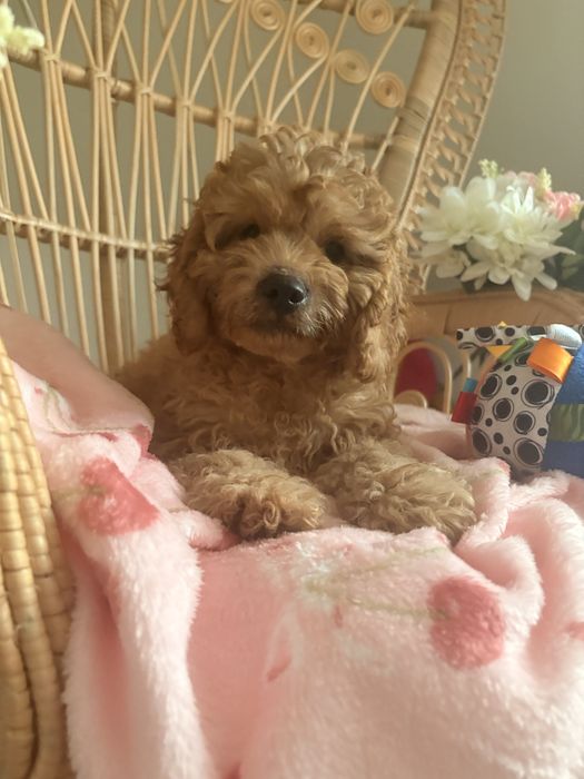 Cavapoo piesek biszkoptowy