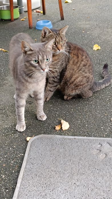 Шикарний полосатий кіт в добрі руки