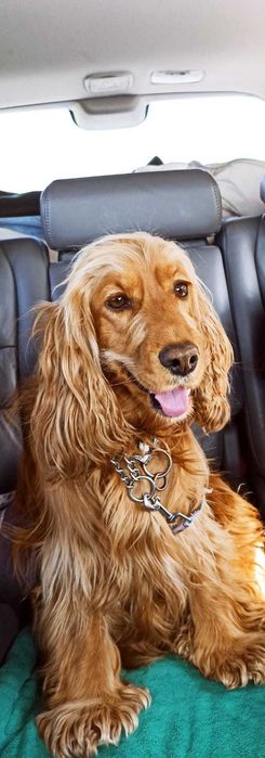 Przepiękny szczeniak rasy Cocker Spaniel