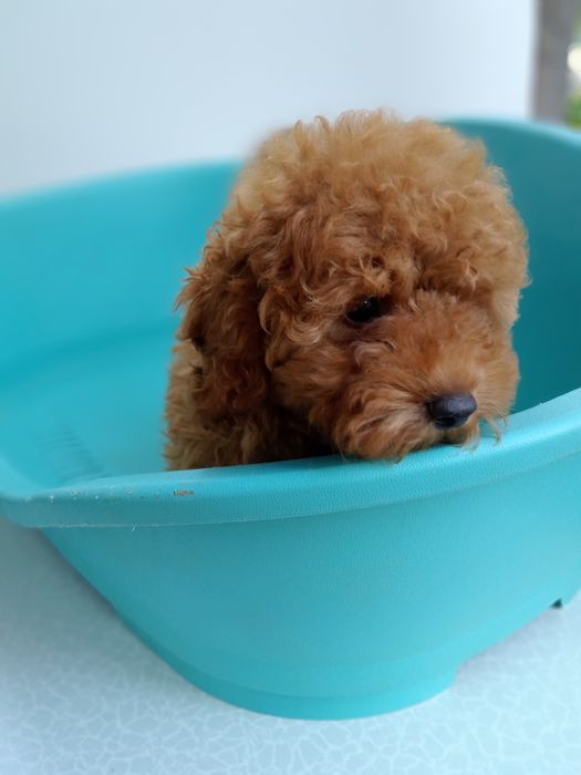 Той - Пудельок ред.