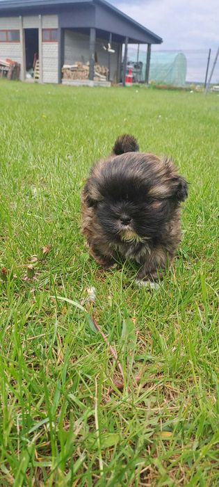 Wyjątkowe Szczeniaki Shih-tzu