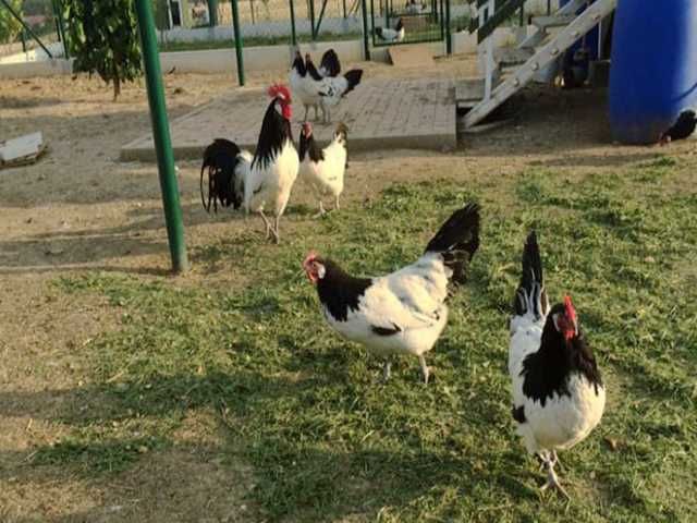 Інкубаційне яйце.(Курчата) Лакенфельдер. Птиця.