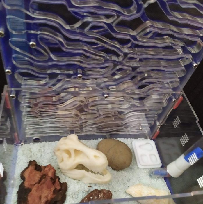 Czaszka t-rexa, wystrój formikarium, terarium, mrówki, gady.
