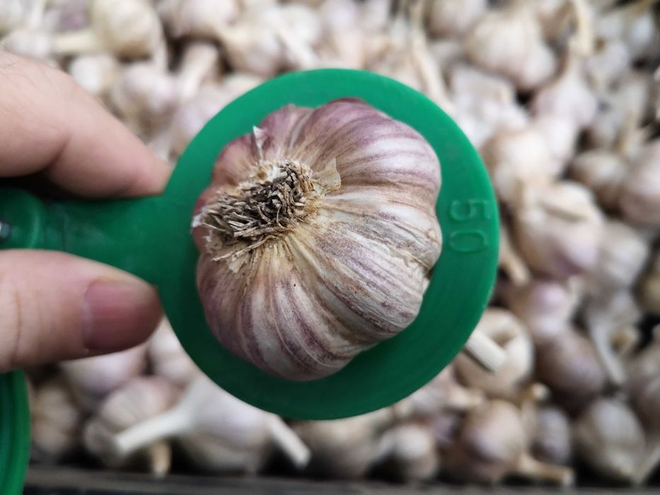 Czosnek Harnaś sprzedam