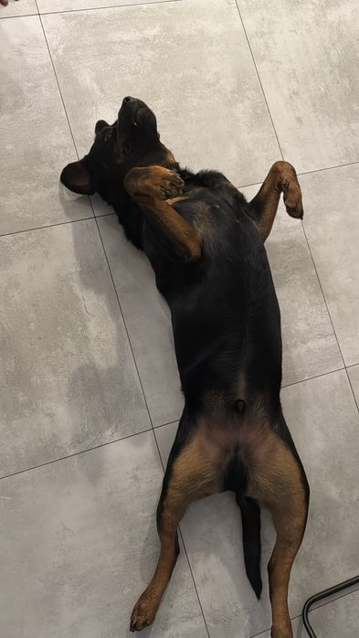 4-letni Rottweiler Bandi szuka nowego domu