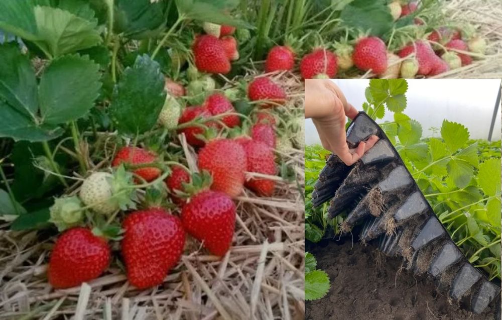 Саджанці у касеті великоплідної полуниці