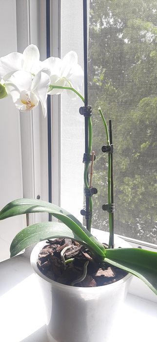 Продам белую орхидею