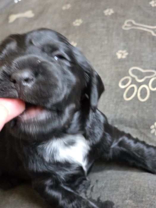 Cocker spaniel angielski