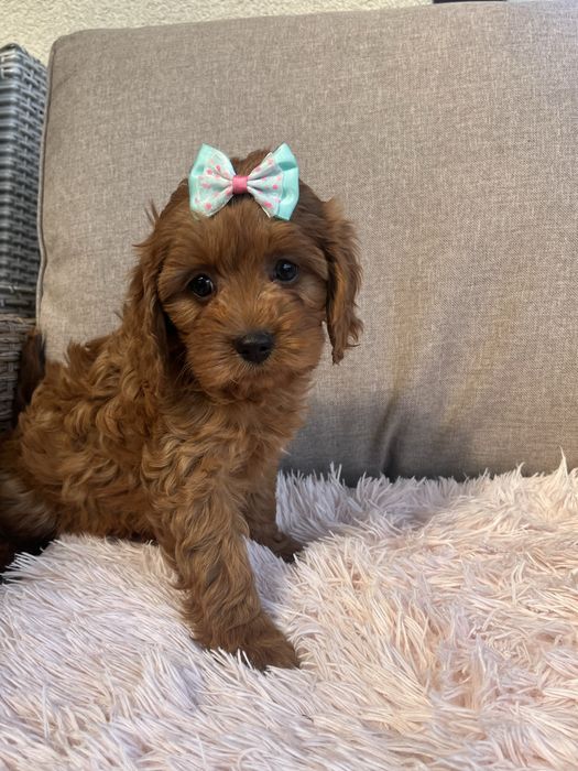 Cudowna suczka cavapoo do odbioru