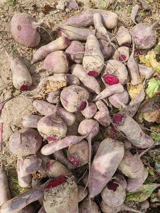 Продам червоний бурячок