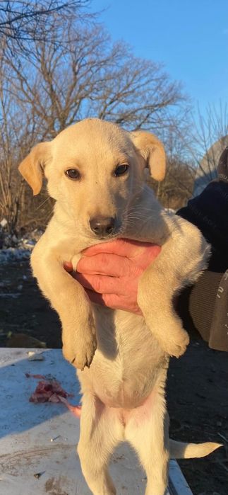 Біленька красуня потребує домівки.