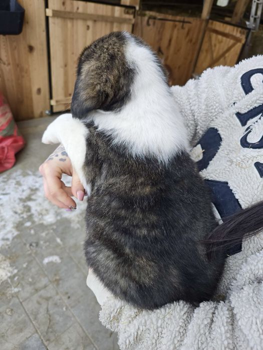 Owczarek środkowowazjatcki