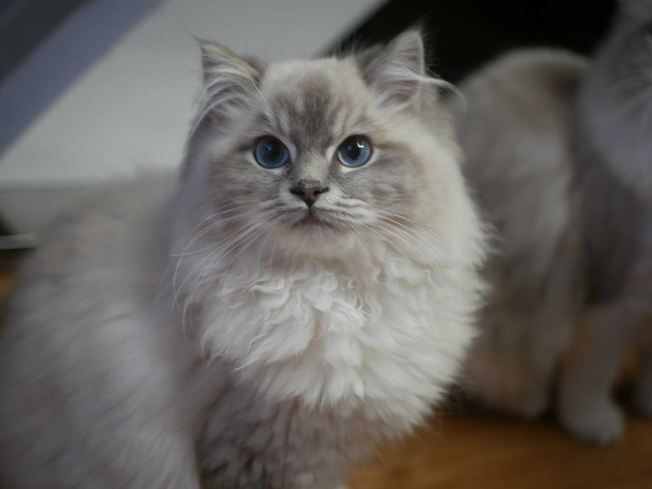 Ragdoll kocur hodowlany po Championie  FPL,FIFE