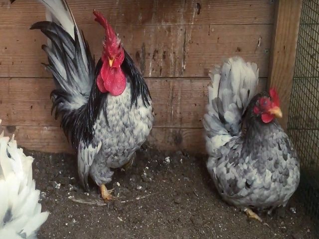 Яйце на інкубацію від породистих курей. Шабо мармуровий, спліш, лимон.