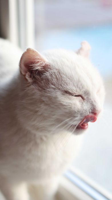 Cudowny Kocurek szuka domu. Fiv+