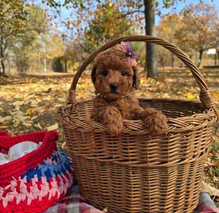 Той пудель шикарнюча малишка