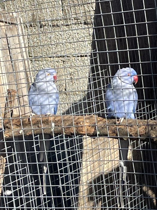 Ring neck independente e bebés