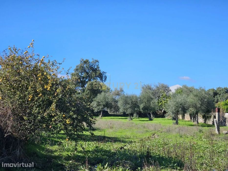 Terreno Rústico em Alcains: Vista Panorâmica e Excelente Localização