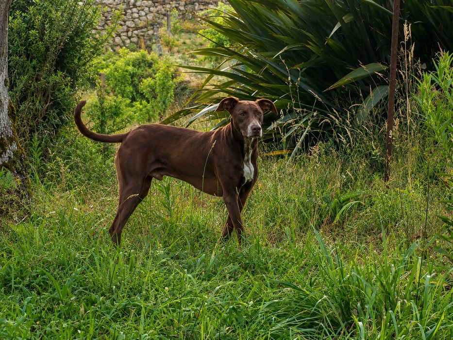 Cão simpático e carinhoso - já castrado. Foi abandonado