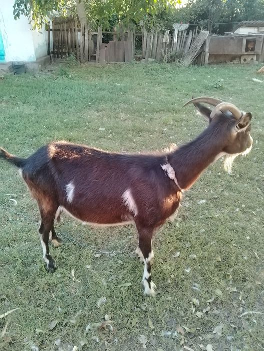Продам козу. Два года.