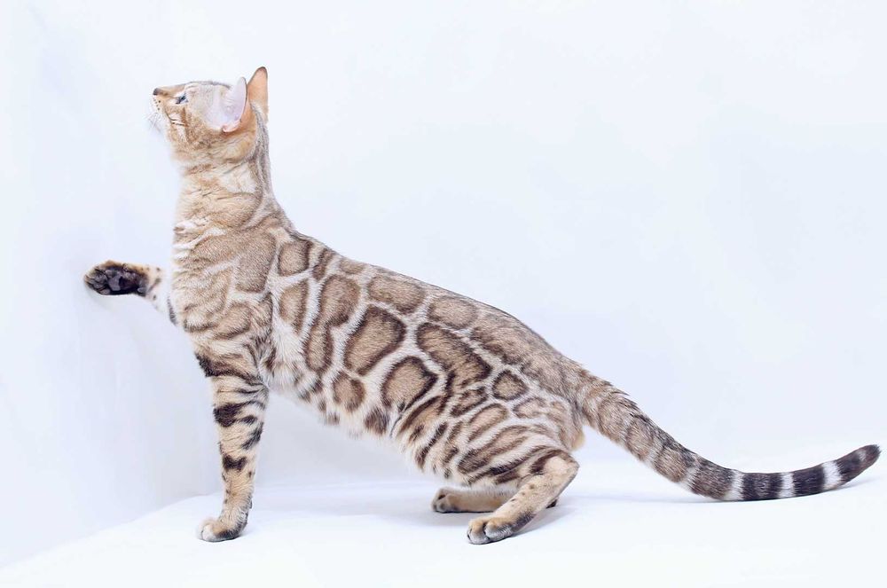 кошечка бенгальской породы n 24 33 Seal Lynx spotted tabby