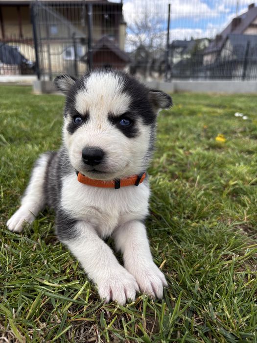 Husky syberyjski – odrobaczony i zaszczepiony