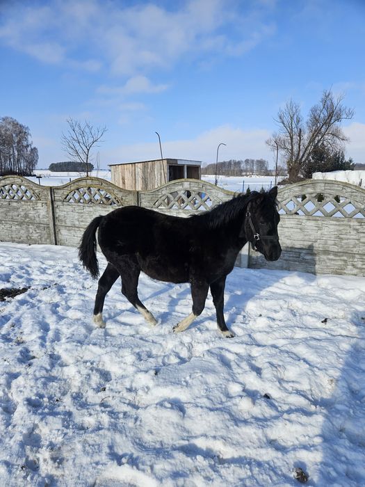Koń, kuc, kucyk, hucuł