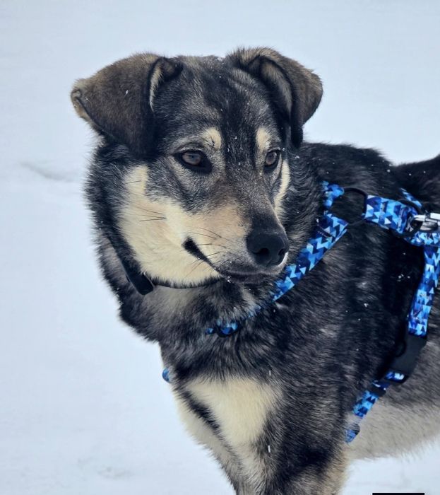 ***Amir ***

Amir jest jednym z psów, które podczas pożaru stracił