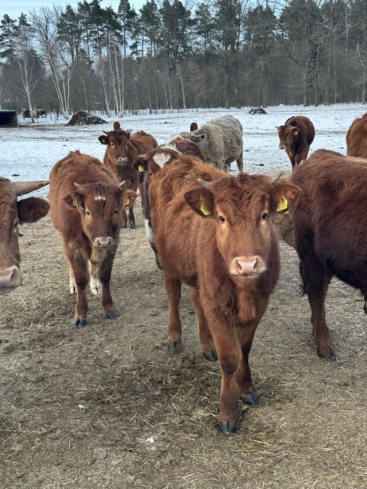 Sprzedam bydło mięsne