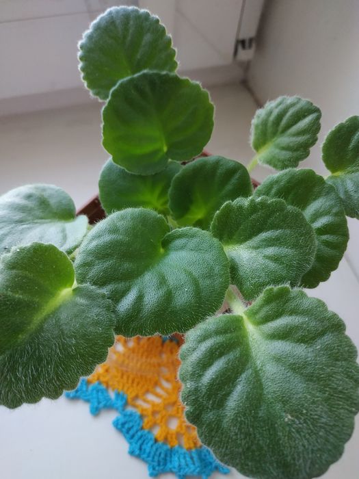 Листочки білосніжної фіалки, стартери