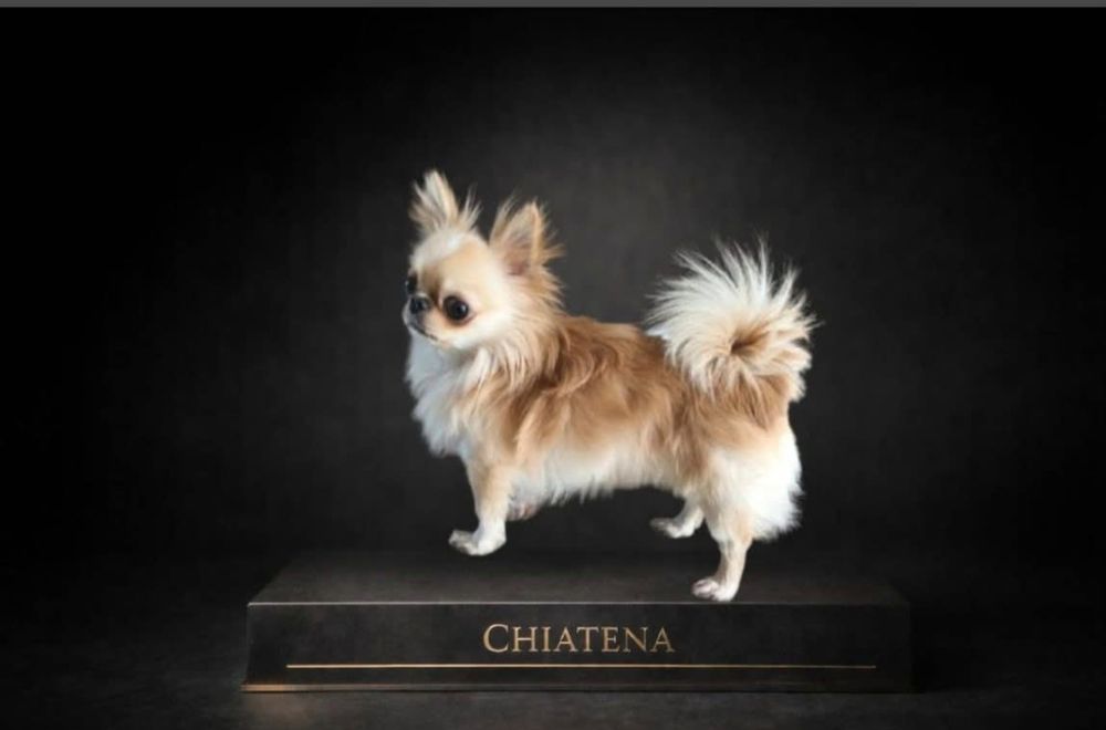 IKS biało czarny chihuahua